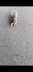 Sciurus carolinensis