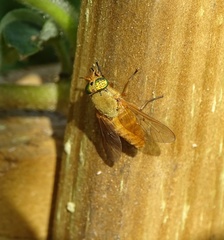 Silvius alpinus