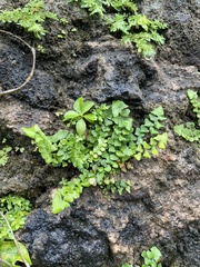 Adiantum deltoideum