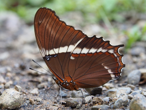 Rusty-tipped Page