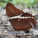 Mariposa Paje Oxidada - Photo (c) mike_steinmann, algunos derechos reservados (CC BY-NC)