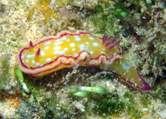 Ceratosoma