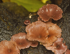 Trogia infundibuliformis