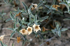 Dyschoriste crenulata