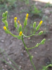 Crepis pulchra