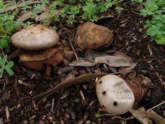 Myriostoma australianum