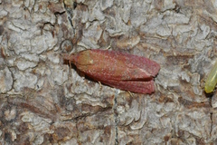 Celypha rosaceana