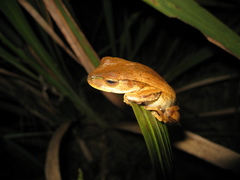 Boana bischoffi