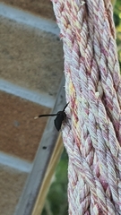 Parachartergus fraternus