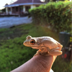 Osteopilus septentrionalis