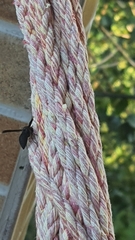 Parachartergus fraternus