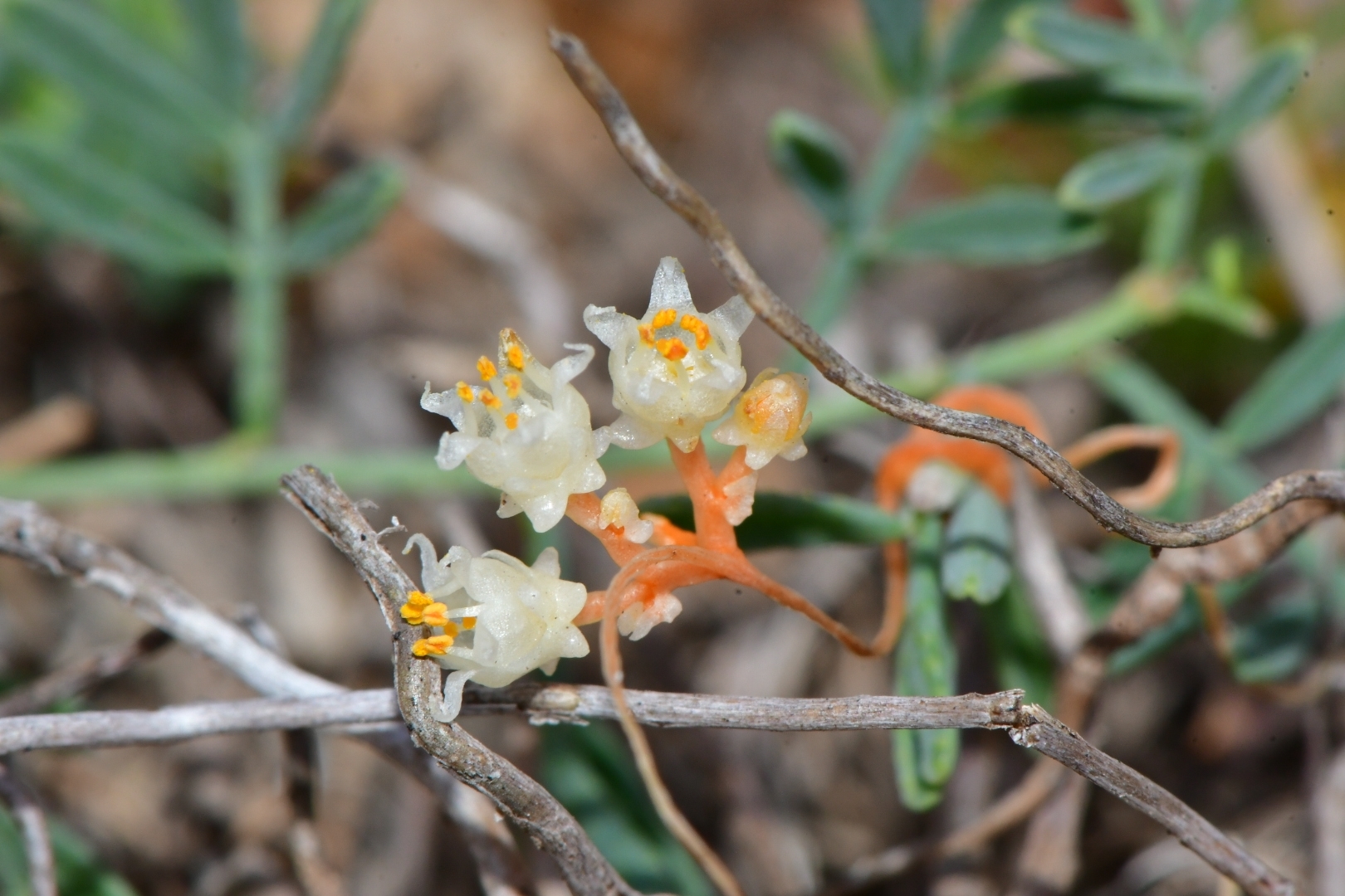 Cuscuta runyonii
