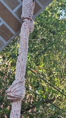 Parachartergus fraternus