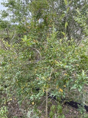 Citharexylum berlandieri