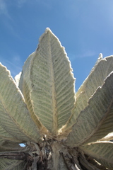 Espeletia barclayana