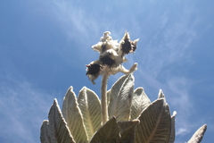 Espeletia barclayana