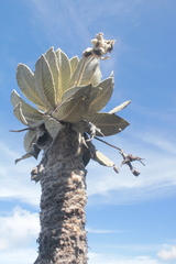 Espeletia barclayana