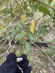 Citharexylum berlandieri