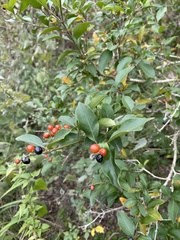 Citharexylum berlandieri