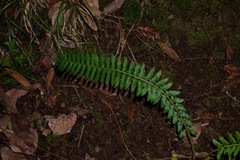 Polystichum californicum × munitum