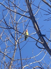 Agapornis roseicollis