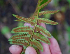 Polystichum californicum × munitum