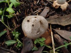 Myriostoma australianum