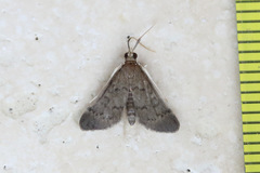 Piletocera macroperalis