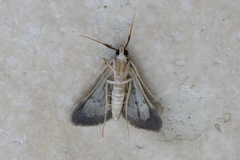 Piletocera macroperalis