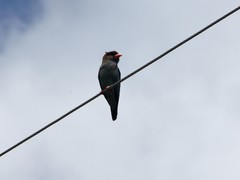 Eurystomus orientalis pacificus