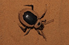 Prionotheca coronata