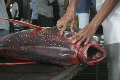 Bigeye Opah photo 3
