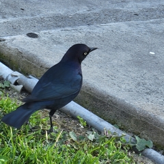 Euphagus cyanocephalus