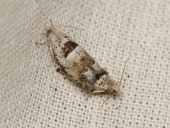 Epinotia ramella