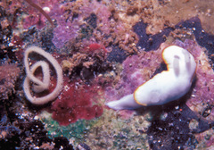 Goniobranchus verrieri