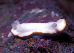 Goniobranchus verrieri