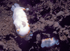 Goniobranchus verrieri