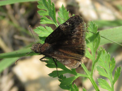 Erynnis lucilius