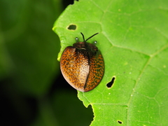 Eugenysa cuprifulgens