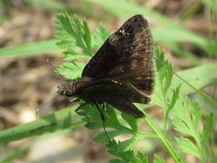 Erynnis lucilius