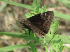 Erynnis lucilius