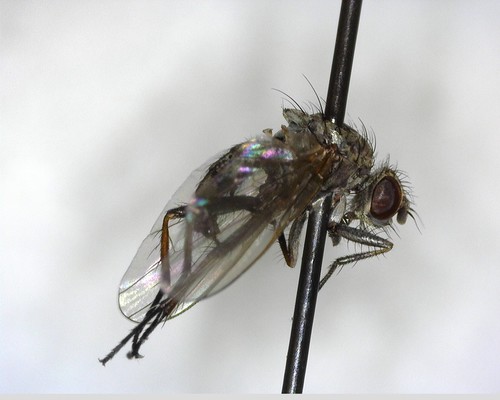 iNaturalist observation photo of Muscoid Flies