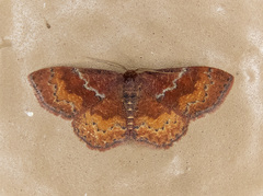 Leptostales rubromarginaria