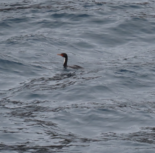 Bounty Shag (Leucocarbo ranfurlyi)