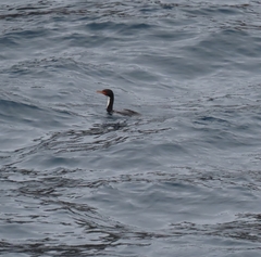 Leucocarbo ranfurlyi