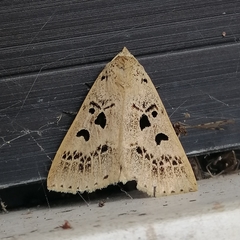 Herminodes atrosignata