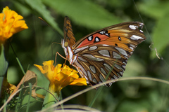 Dione vanillae