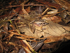 Ischnocnema henselii