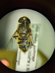 Eristalis rupium