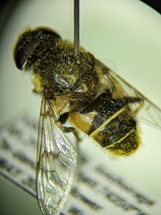 Eristalis rupium